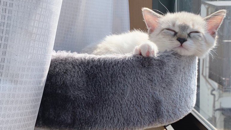 キャットタワーですやすや
