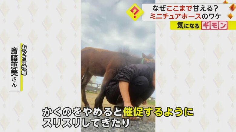 飼育員の背中に寄りかかるミニチュアホース