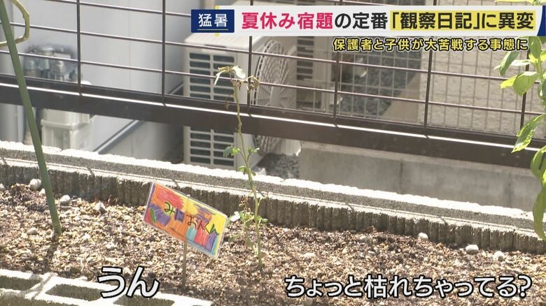ミニトマト