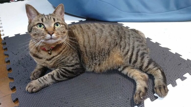 ちゃん子ちゃん