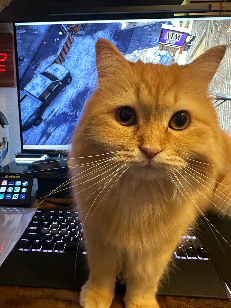 提供：ネコランドさん