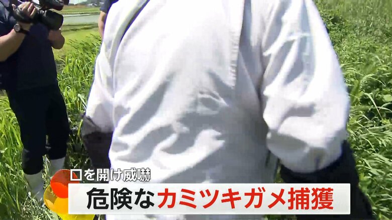 千葉の用水路でカメラが捉えた、特定外来生物の｢カミツキガメ」