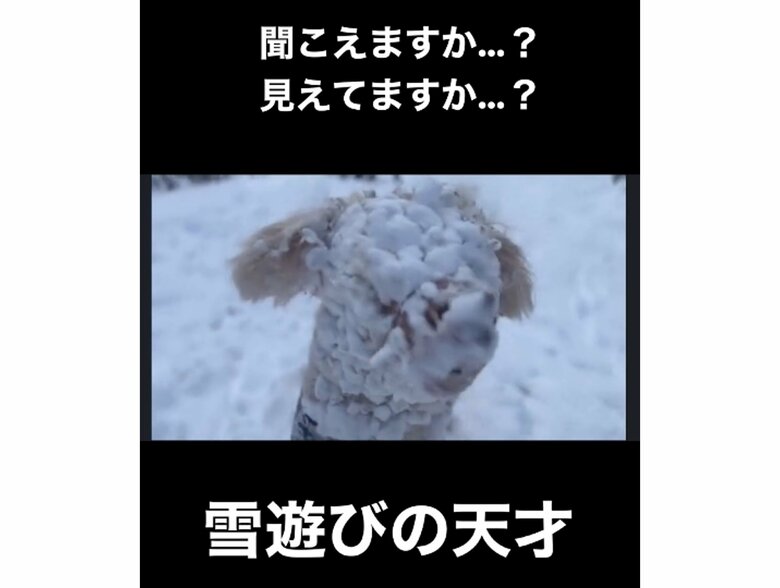 雪まみれのアロちゃん（提供：hair.axis）