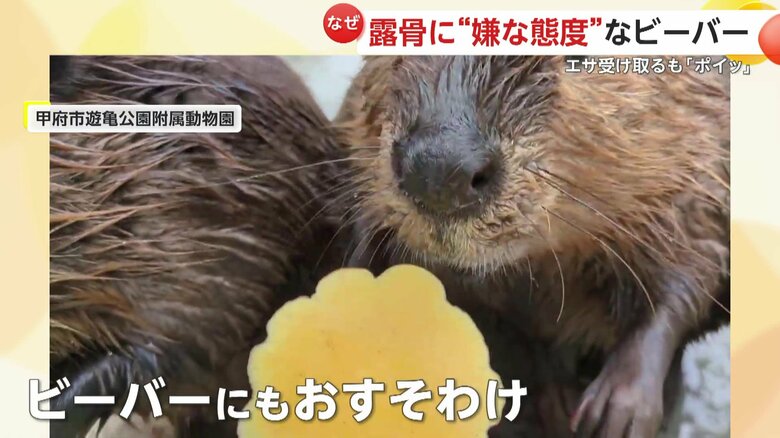 一切手をつけることはなかったという飼育員の実家で作られたカボチャ