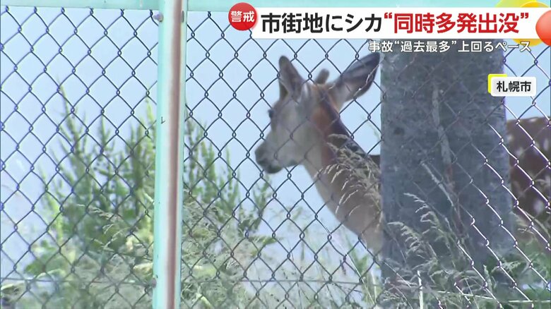 辺りの様子をうかがうシカ