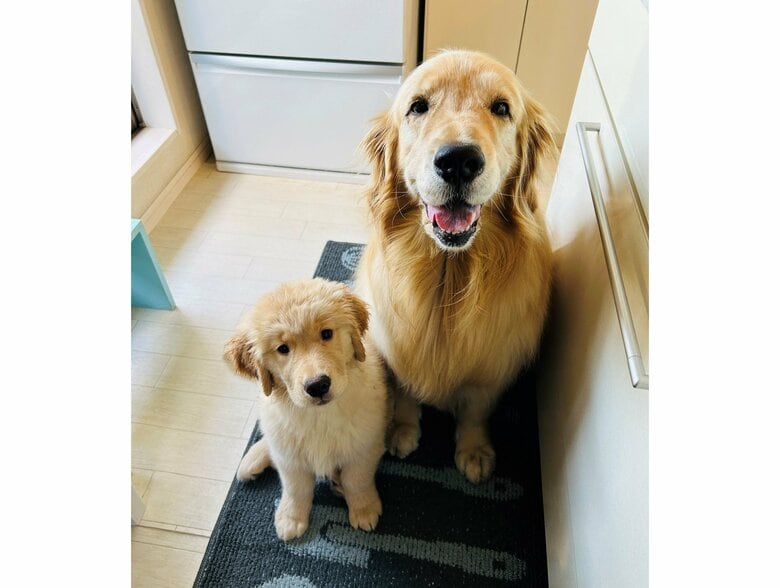 左：イクラちゃん　右：コメちゃん（提供：efrinmanさん）