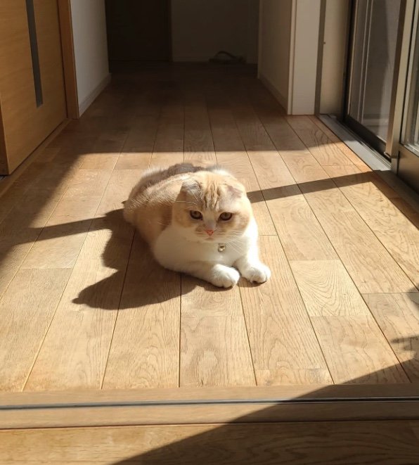 提供：犬と猫の親バカ日記さん