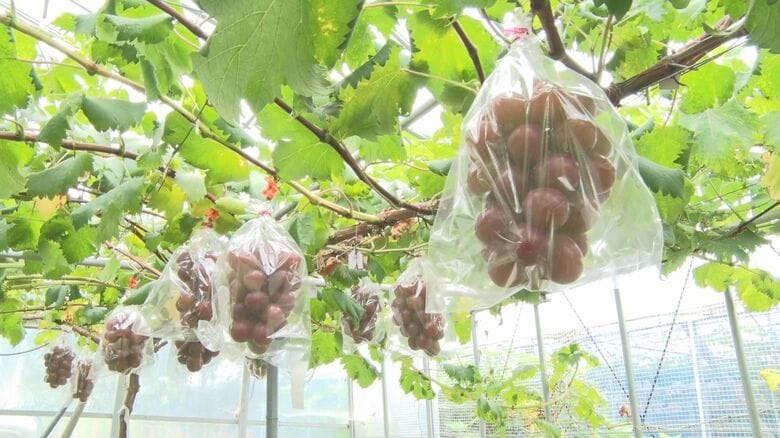 赤くて大粒なブドウ開発にこだわった