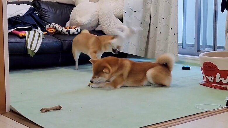 大きく振り回すわらびちゃん