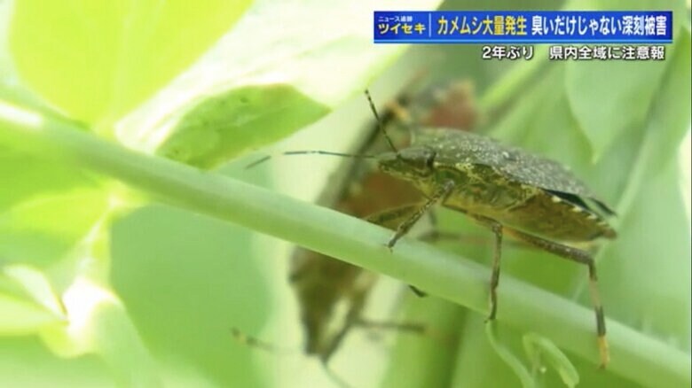 産卵期の夏場にかけてカメムシの個体数はピークに