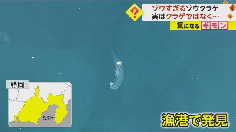 静岡県の駿河湾の漁港で発見された「ゾウクラゲ」