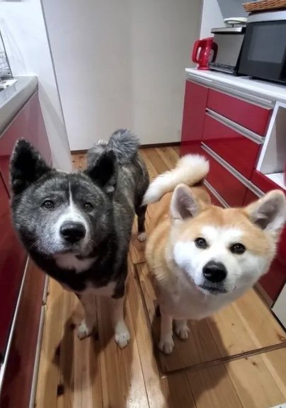 提供：秋田犬 杏(あん)と蓮(れん)さん