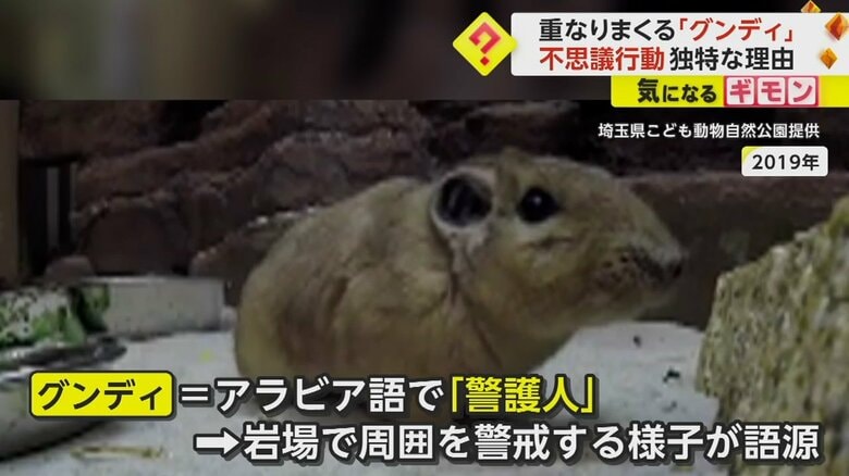 アラビア語で「警護人」という意味を持つグンディ