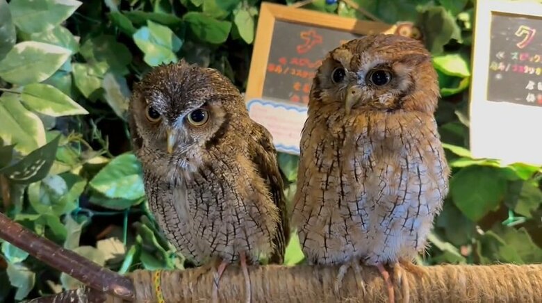 左：ナツくん　右：クルミちゃん