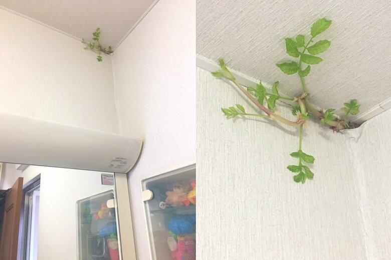 発見から2日目（8月9日）