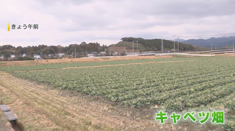 糸島市のキャベツ畑（2026年2月11日）