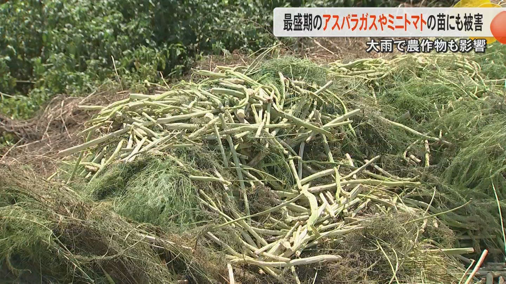 記録的大雨】「1トンのアスパラガスが全滅」「ダメかもしれない」熊本 