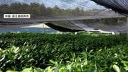 中国で「抹茶」生産が拡大　世界各国に輸出　日本と同じ栽培法で半額以下　専門家「強力なライバル」
