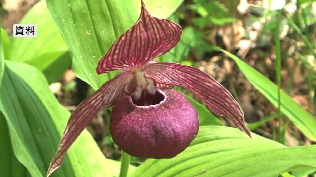 幻の花”アツモリソウ保全へ 長野県富士見町・岩手県住田町・北海道礼文