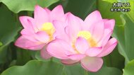 午前中がお薦めです　大賀ハスが見頃／宇土市【熊本】