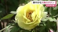 10種類1万本の「ボタン」が見頃…4万平方メートルの敷地で春を楽しめる「佐世保花園」クルメツツジやヒラドツツジも