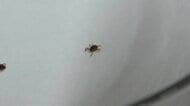 刺されると最悪、死亡も…マダニが私たちのすぐそばに 専門家「虫よけスプレーをすりこんで」