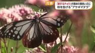 秋告げるアサギマダラ　伊予市の“黄色い丘”で旅の途中に一休み「透明感あってキレイな青」【愛媛】