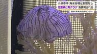 美しい見た目とは裏腹「全身がチクチク痛む」ハナガサクラゲに漁師が刺される被害　海の環境変化で小浜の定置網にかかる「初めての経験」　海水浴には影響なし