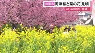 鮮やかなピンクと黄色のコントラスト…早咲きの河津桜と菜の花が共に見ごろ迎える 愛知県田原市の免々田川沿い