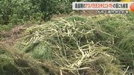 【記録的大雨】「1トンのアスパラガスが全滅」「ダメかもしれない」熊本・八代市でアスパラガスや氷川町でミニトマトなど農作物に被害　