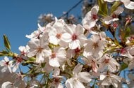 イギリス国内で桜1万本の植樹達成へ　2024年には天皇皇后両陛下が記念植樹　日英を結ぶ「桜の架け橋」