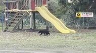 すべり台のそばに“黒い姿”…岩手の保育園に1頭の子グマが現れ居座る その後林の方へ走り去る 秋田でも“クマ被害”相次ぐ