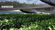 中国で「抹茶」生産が拡大　世界各国に輸出　日本と同じ栽培法で半額以下　専門家「強力なライバル」