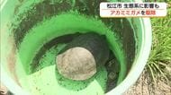 松江市の「堀川」でも繁殖　特定外来生物「アカミミガメ」を駆除　放流・販売は違法「責任をもって飼育を」
