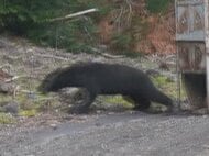 捕獲したクマは原則駆除へ…ツキノワグマの“希少野生動植物種”指定 三重県が来月にも解除の方針