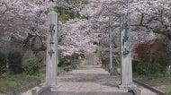 地域を見守り厳かに美しく いわき市・薬王寺 《ふくしま桜紀行2025》