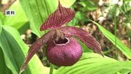 “幻の花”アツモリソウ保全へ　長野県富士見町・岩手県住田町・北海道礼文町が連携協定「地域の宝を未来につなぐ」
