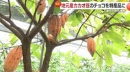 奄美大島産カカオでチョコレートを！　栽培規模拡大、繰り返す試作、新たな特産品作り目指し日々奮闘中【鹿児島発】