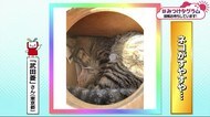 みつけタグラム おみくじネコ【愛媛・松山市】