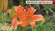 海辺を彩る花が見頃に 初夏の訪れ告げる【新潟・佐渡市】