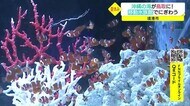 沖縄の海 サンゴ礁に住む生き物が鳥取に 境港市に夏恒例の移動水族館(鳥取県)