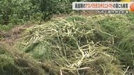【記録的大雨】「1トンのアスパラガスが全滅」「ダメかもしれない」熊本・八代市でアスパラガスや氷川町でミニトマトなど農作物に被害　