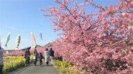 早咲きの桜“一輪”咲く…立春迎えた「常春の渥美半島」で見つけた小さな春　畑一面埋め尽くす菜の花も