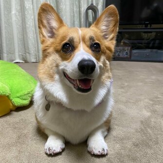 帰ってきたはずのお父さんがいない お尻フリフリのコーギーに ドッキリ 反応が可愛いすぎる