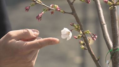 「切らないで…」男の子の手紙きっかけに…神戸・六甲の桜並木が復活