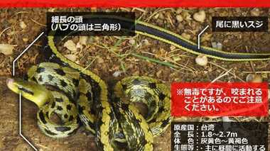 先着200匹 沖縄県がヘビ1匹5000円で買い取るワケ