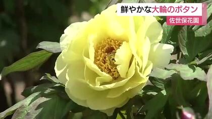 10種類1万本の「ボタン」が見頃…4万平方メートルの敷地で春を楽しめる「佐世保花園」クルメツツジやヒラドツツジも