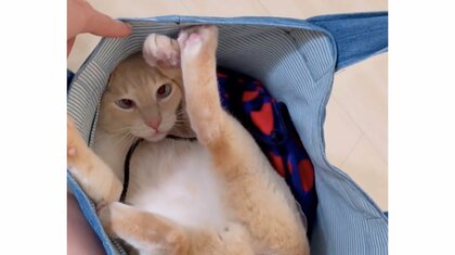 “登校妨害”から“登校願望”に作戦変更？学校の準備を邪魔をする猫が“あの手この手”で全力！関係性を飼い主に聞いた