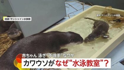 赤ちゃんカワウソの水泳教室…いったいなぜ？　赤ちゃん泳ぎ不得手な「ワケ」　両親で“特訓”に違いも　池袋・サンシャイン水族館