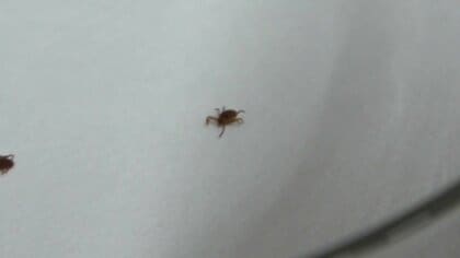刺されると最悪、死亡も…マダニが私たちのすぐそばに　専門家「虫よけスプレーをすりこんで」